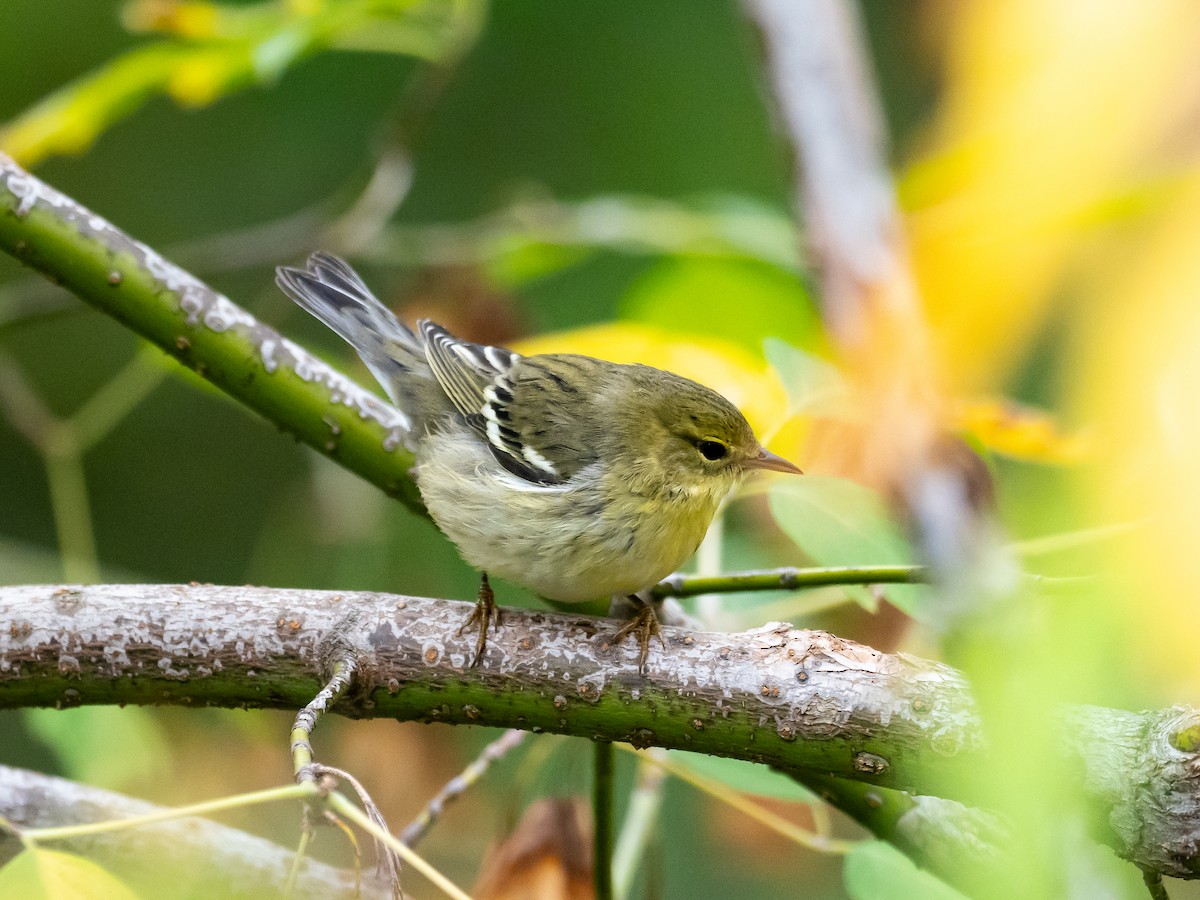 Bay-breasted/Blackpoll Warbler - ML609265186