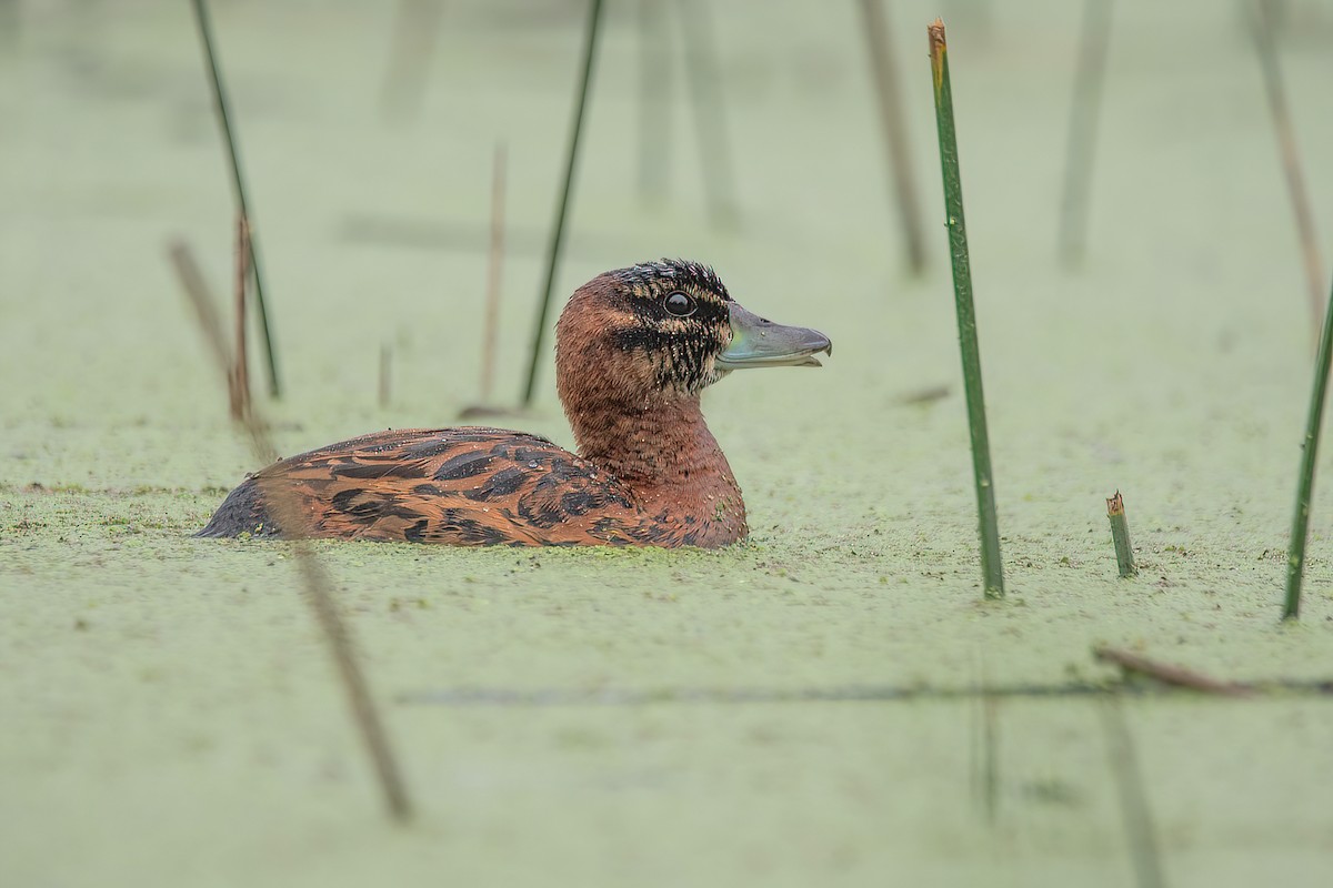 Masked Duck - ML609265222