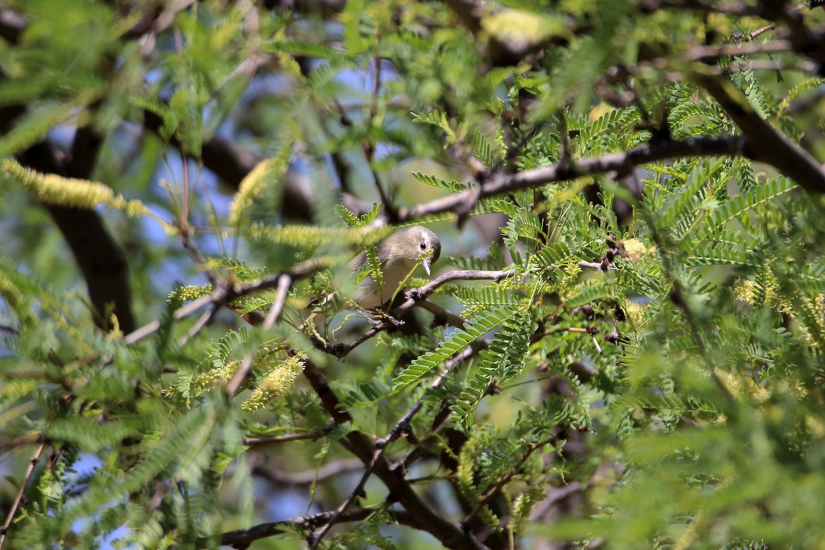 Warbling Vireo (Western) - ML609265325