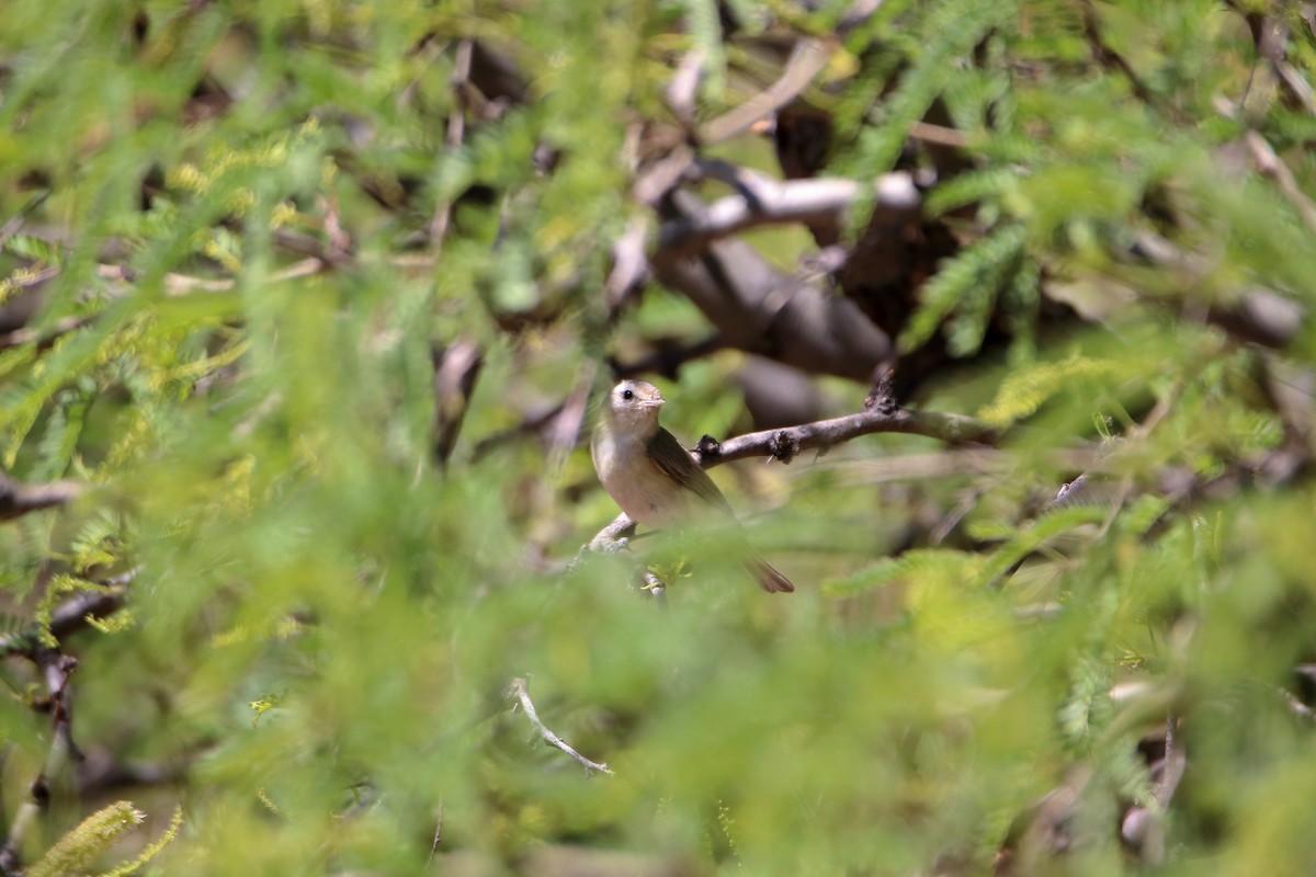 Warbling Vireo (Western) - ML609265332