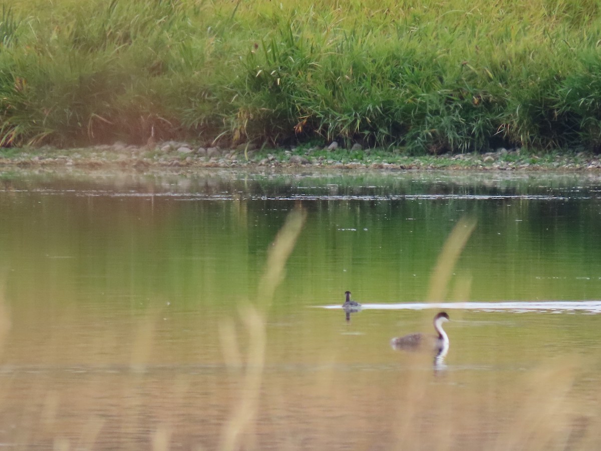 Western Grebe - ML609265403