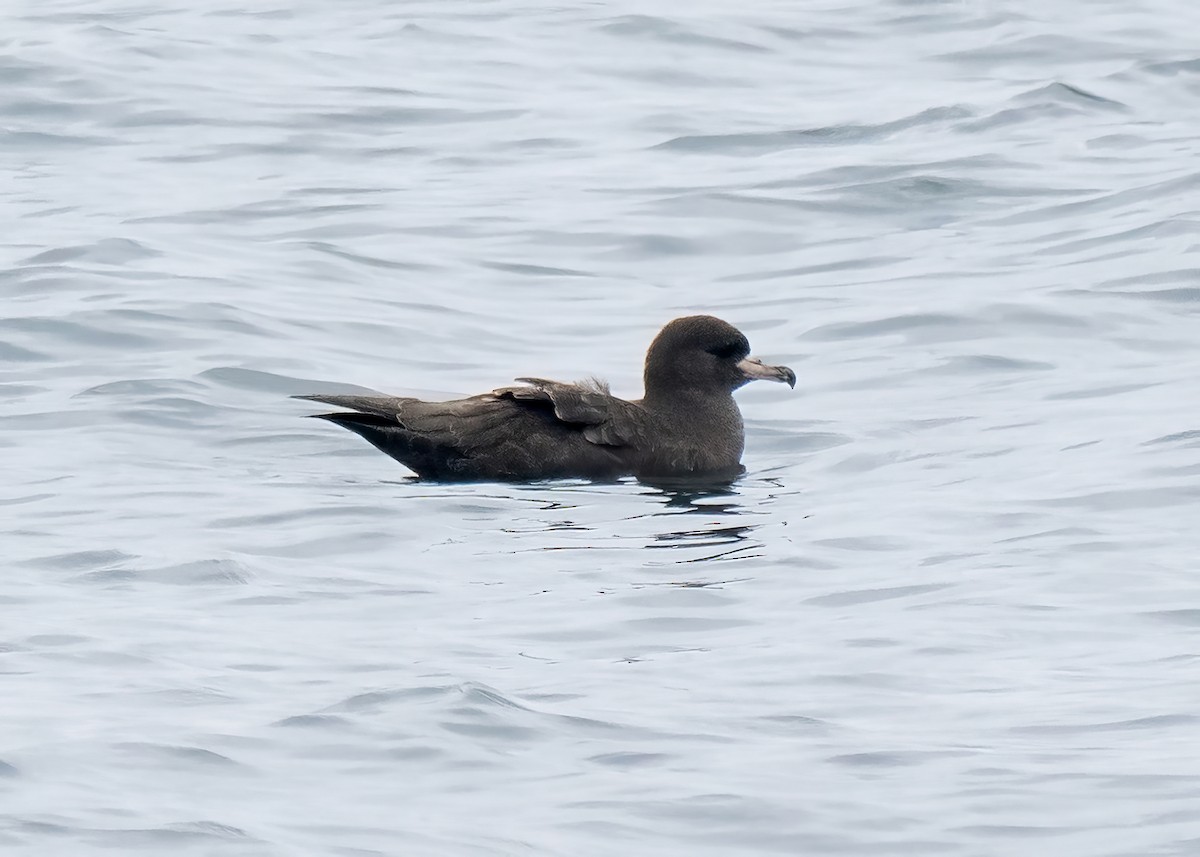 Puffin à pieds pâles - ML609265448