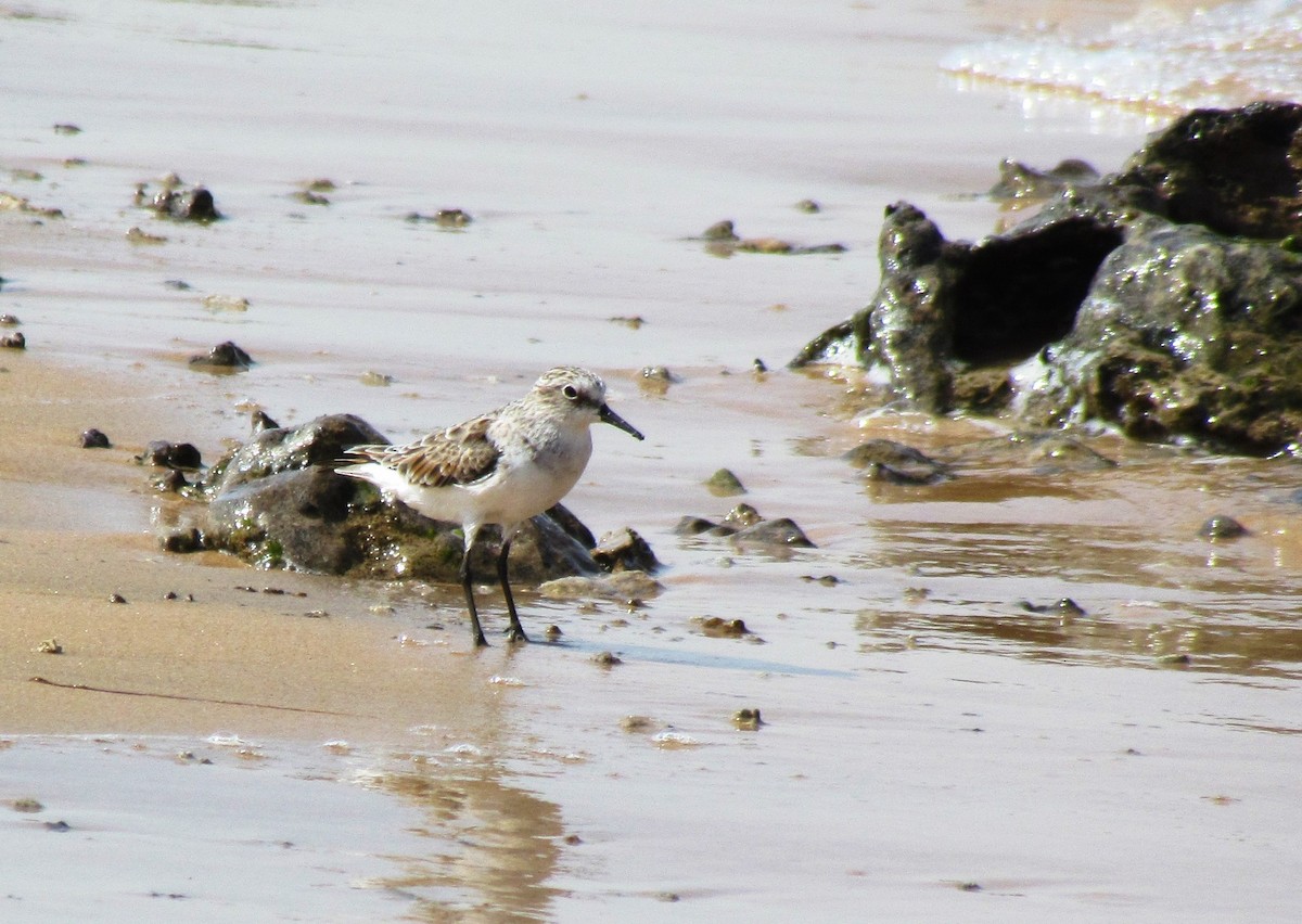 Little Stint - ML60926551