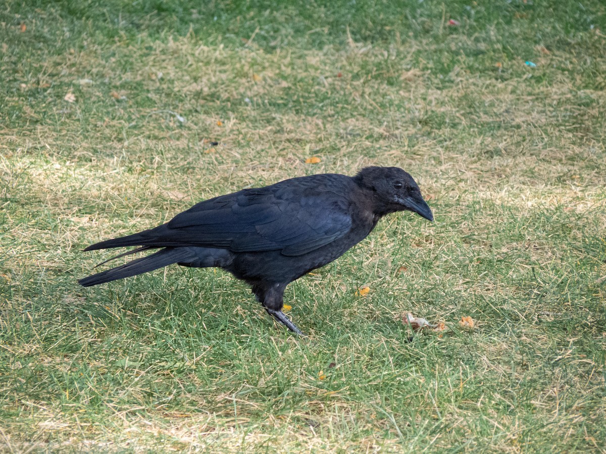 American Crow - ML609265561