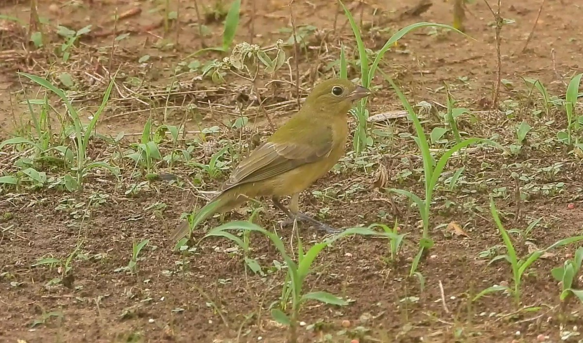 Painted Bunting - ML609265575