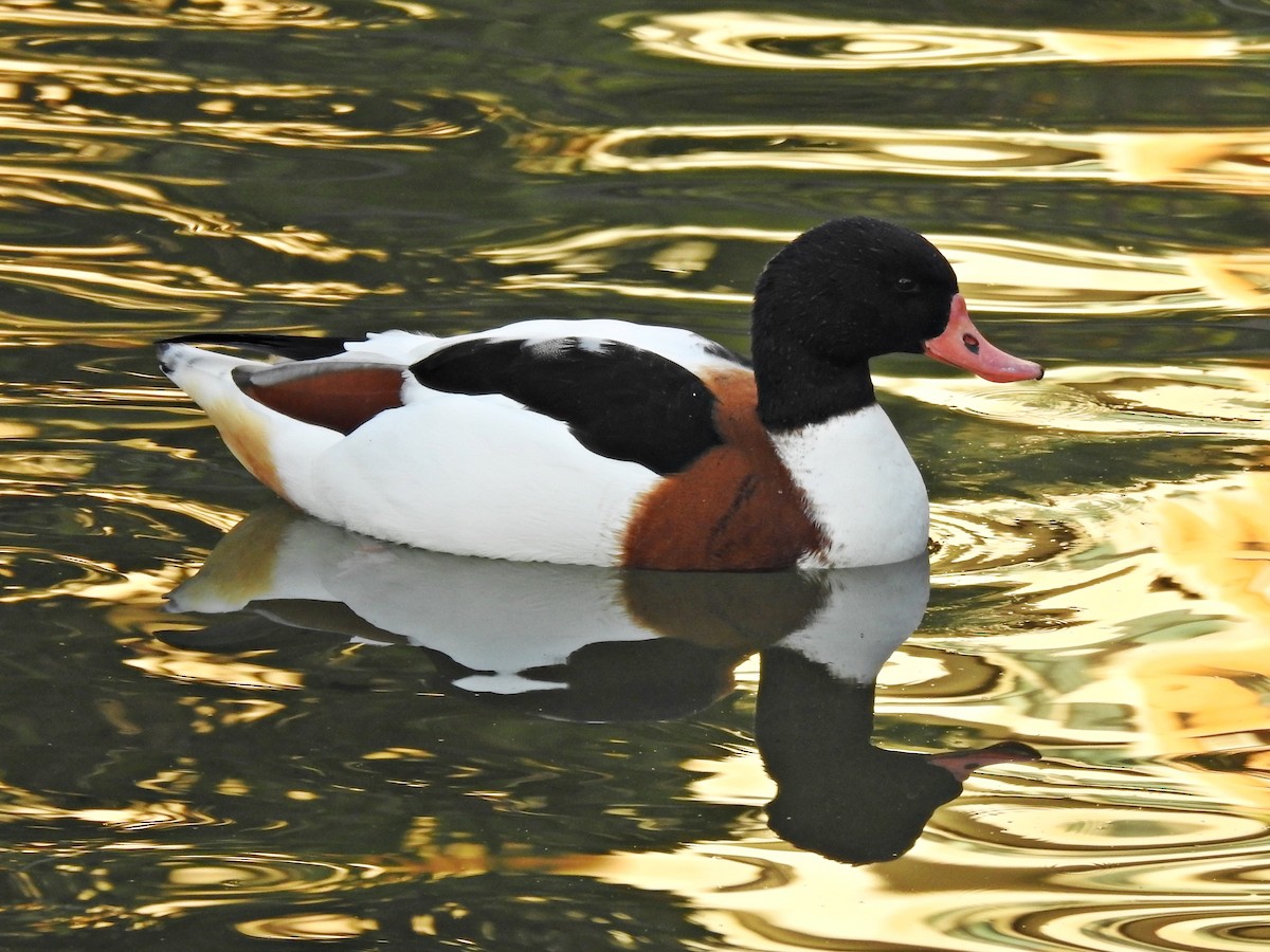 Common Shelduck - ML609265592