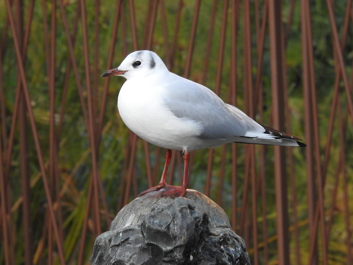 Black-headed Gull - ML609265597