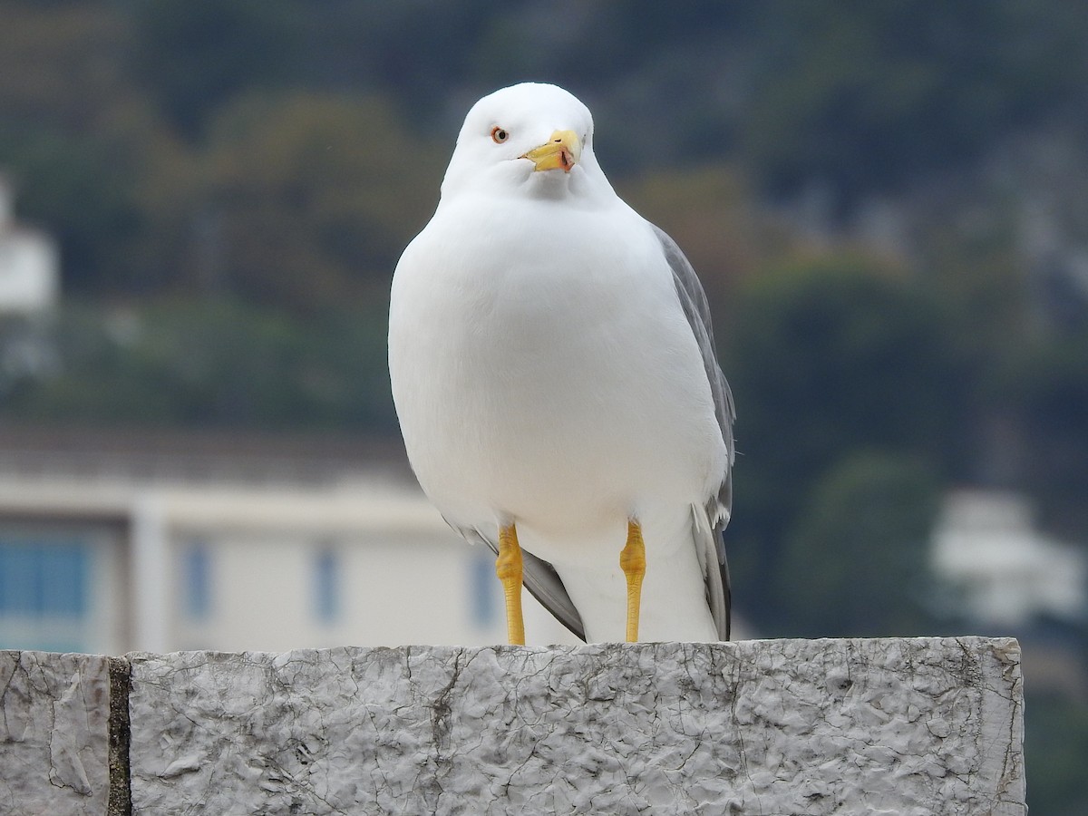 Yellow-legged Gull - ML609265607