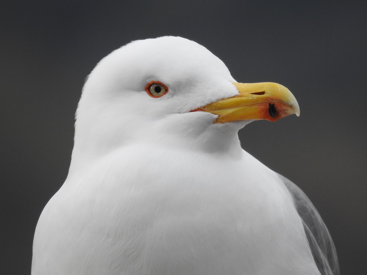 Yellow-legged Gull - ML609265611