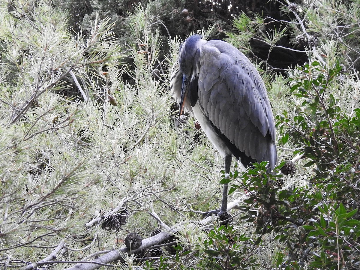 Gray Heron - ML609265615