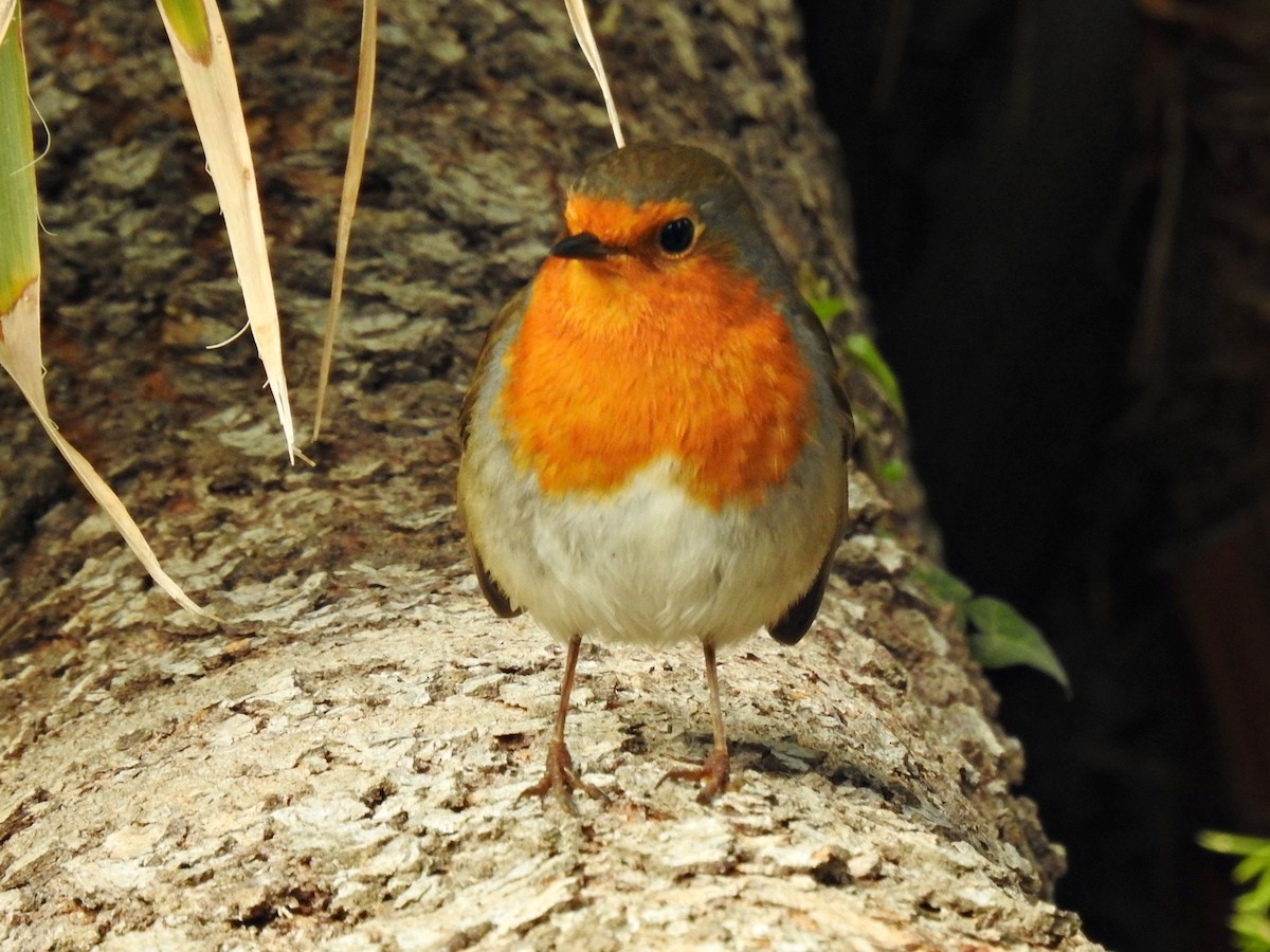 European Robin - ML609265624