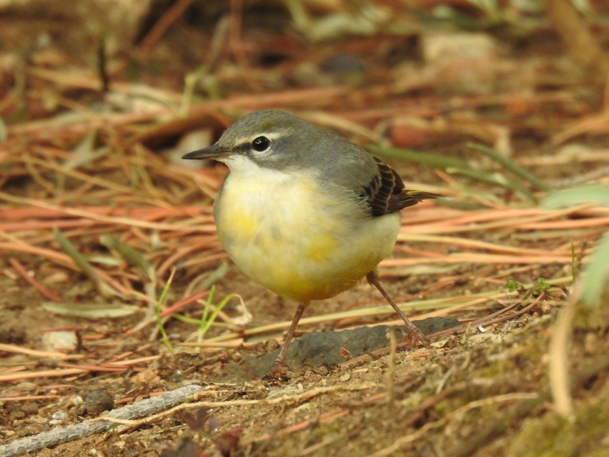 Gray Wagtail - ML609265629