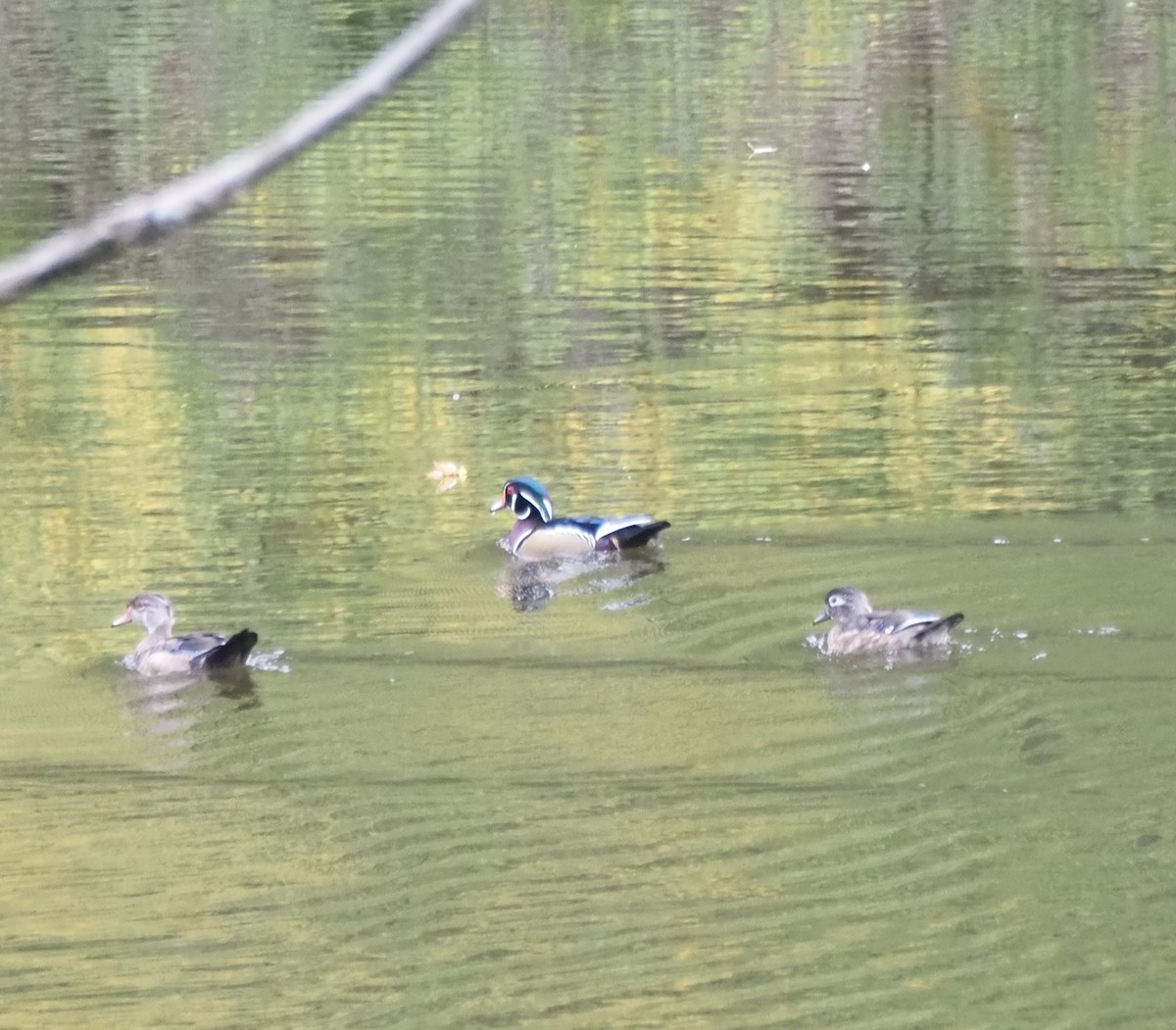 Wood Duck - ML609265642