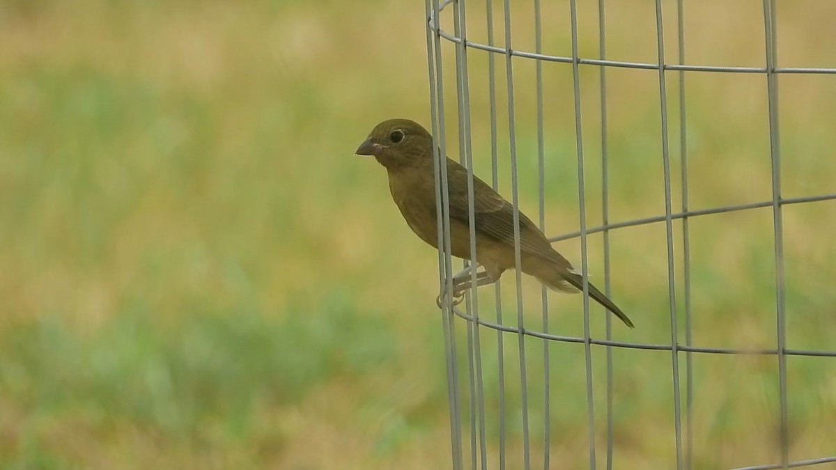 Painted Bunting - ML609265647