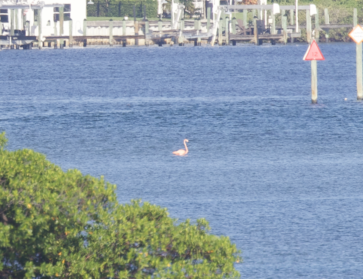 rødflamingo - ML609265696