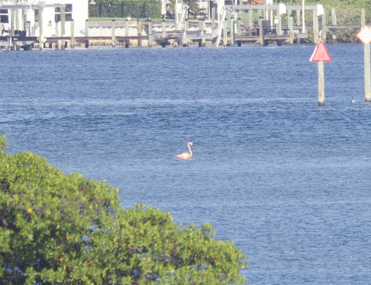 American Flamingo - ML609265696