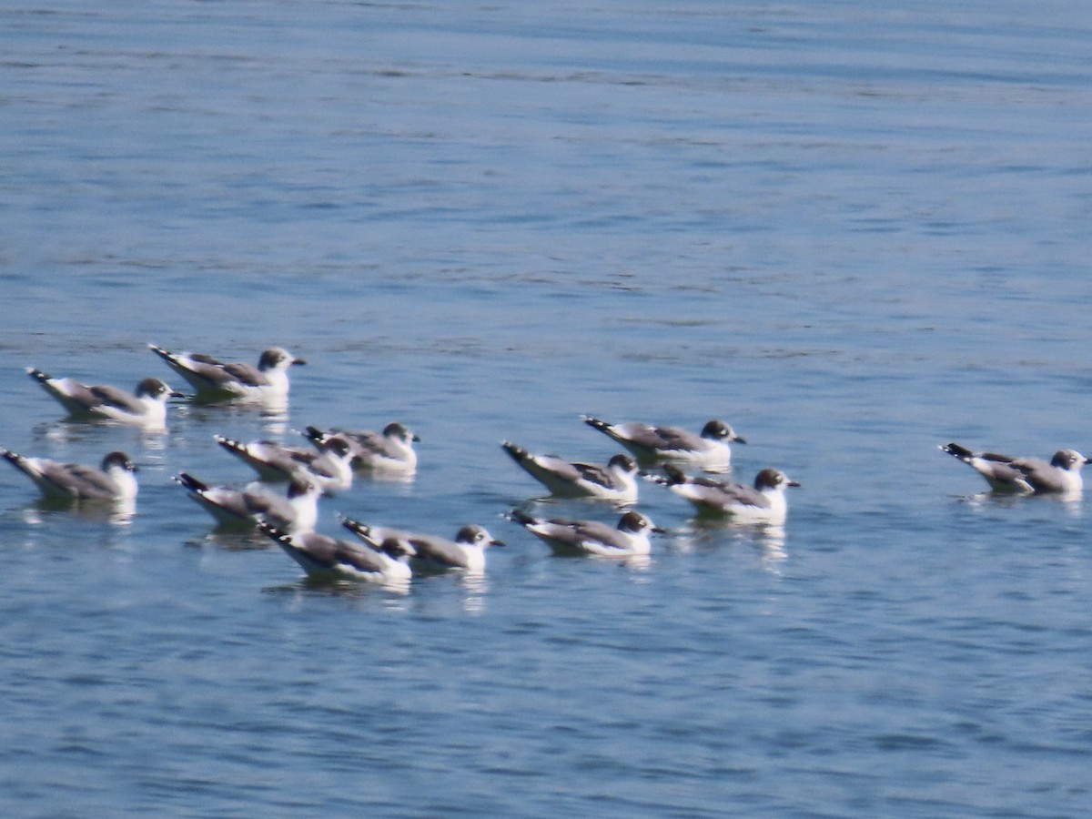 Franklin's Gull - Diane Roberts