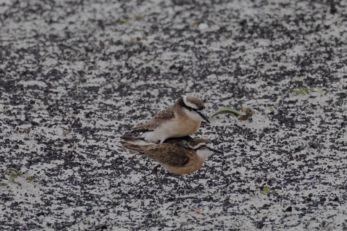 Kittlitz's Plover - Ian Rijsdijk