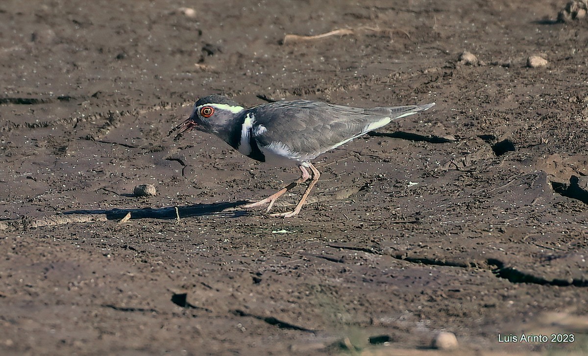 Three-banded Plover - Luis Arinto