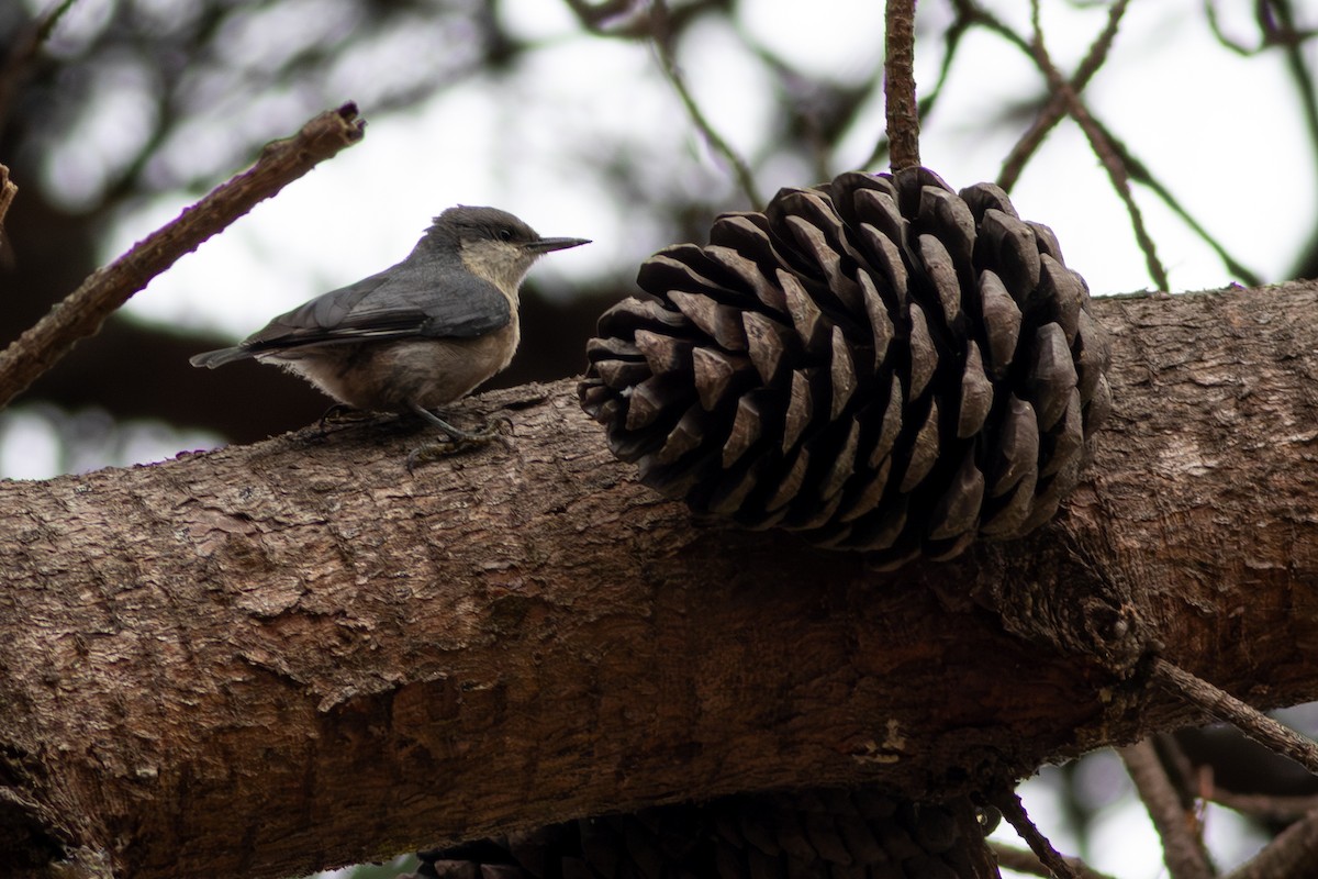 Pygmy Nuthatch - ML609265875