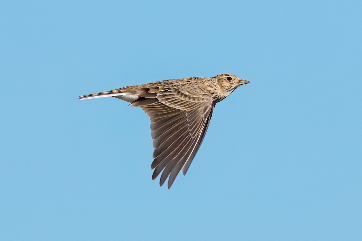 Eurasian Skylark - David Irving