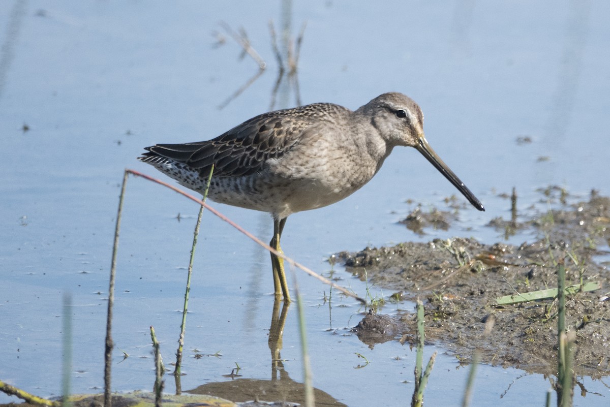 Long-billed Dowitcher - ML609265975