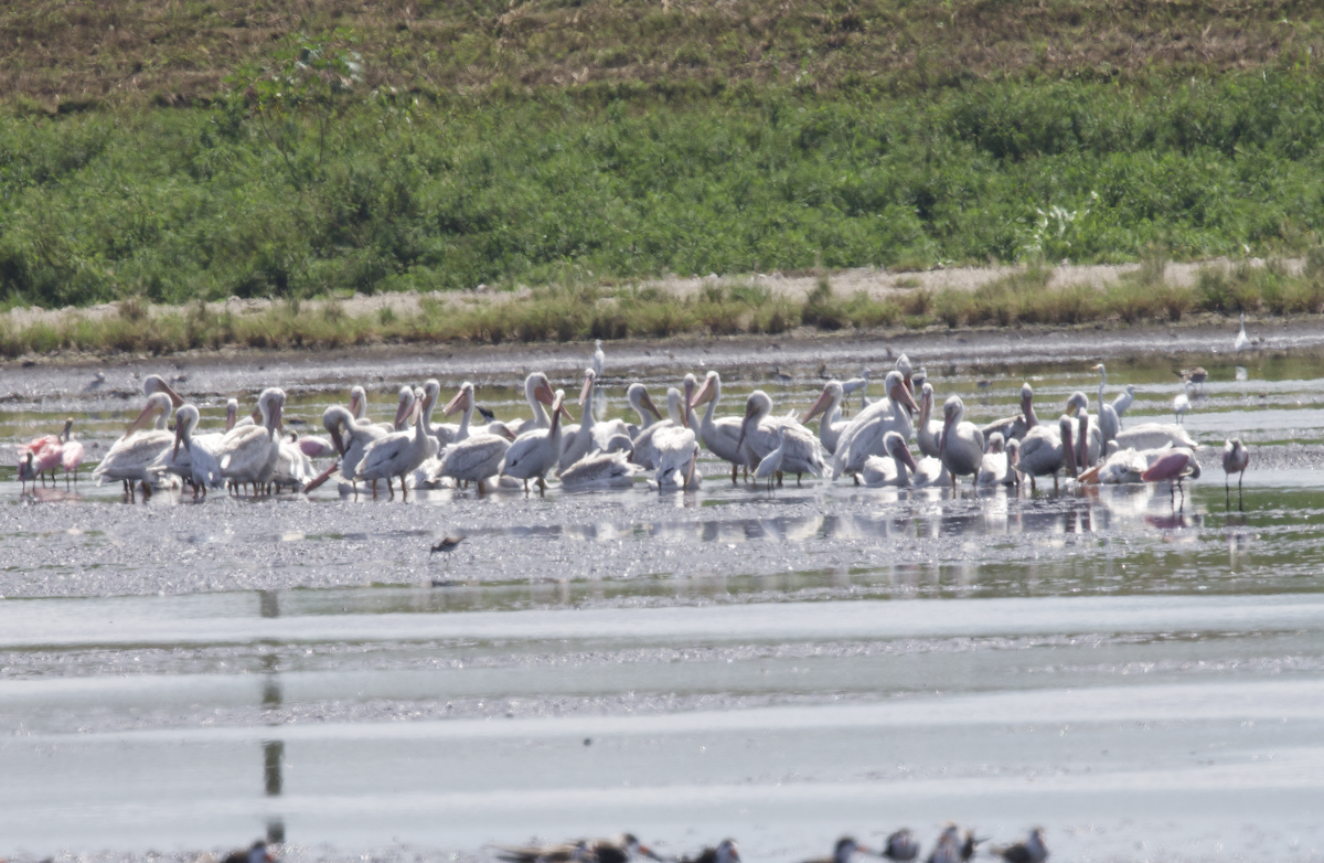 American White Pelican - ML609266028