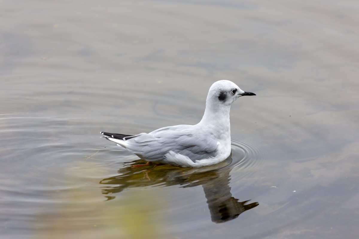 Bonaparte's Gull - ML609266080