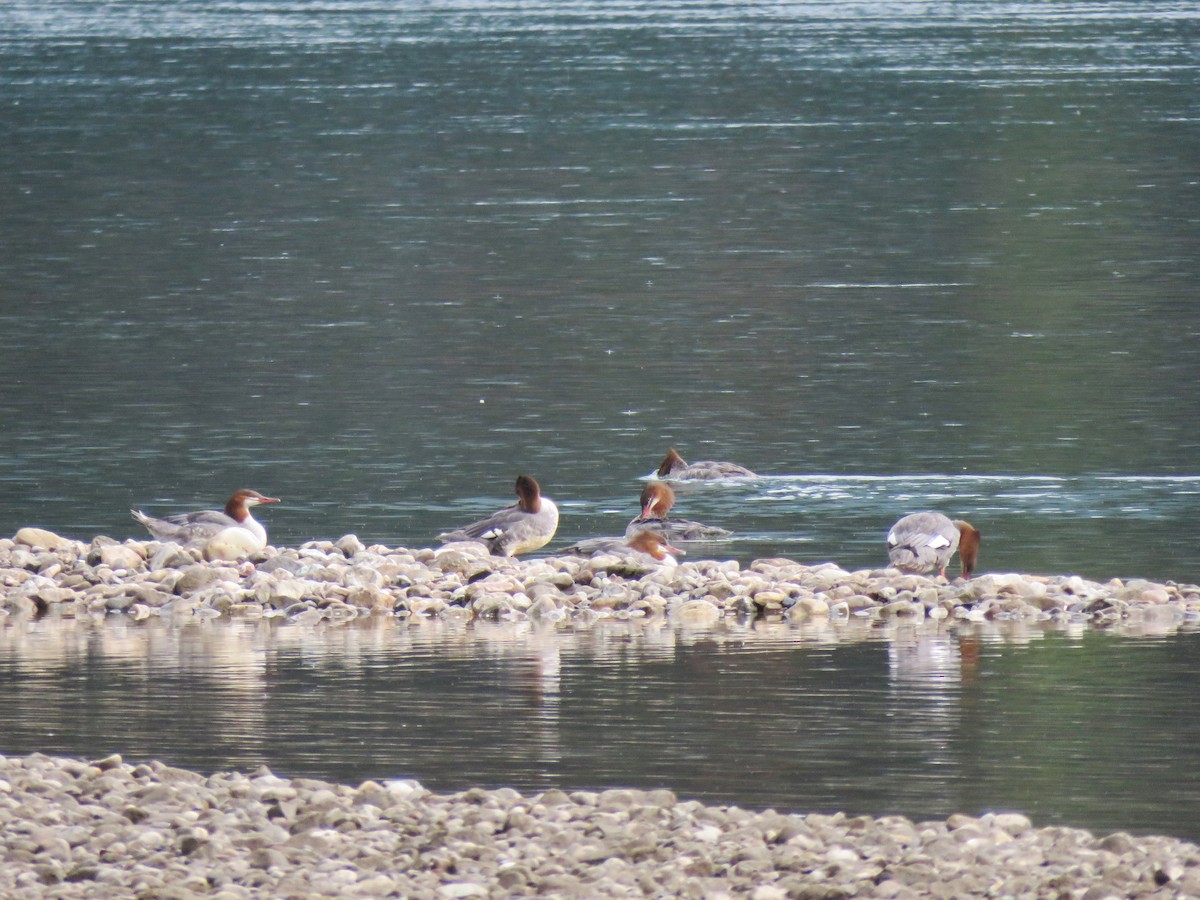 Common Merganser - Michael Morris