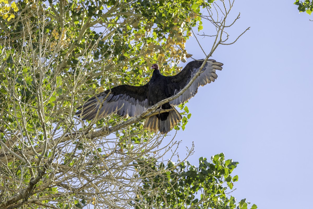 Turkey Vulture - ML609266133