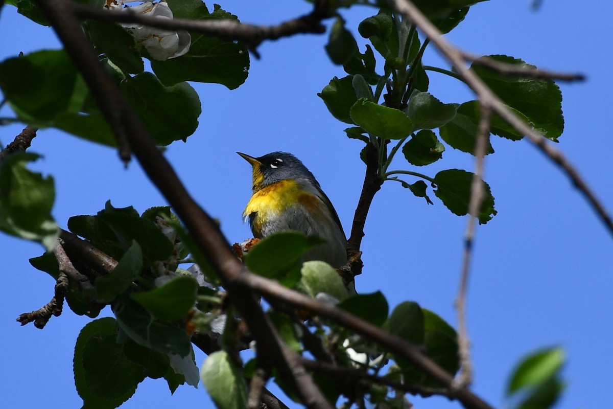 Northern Parula - ML609266220