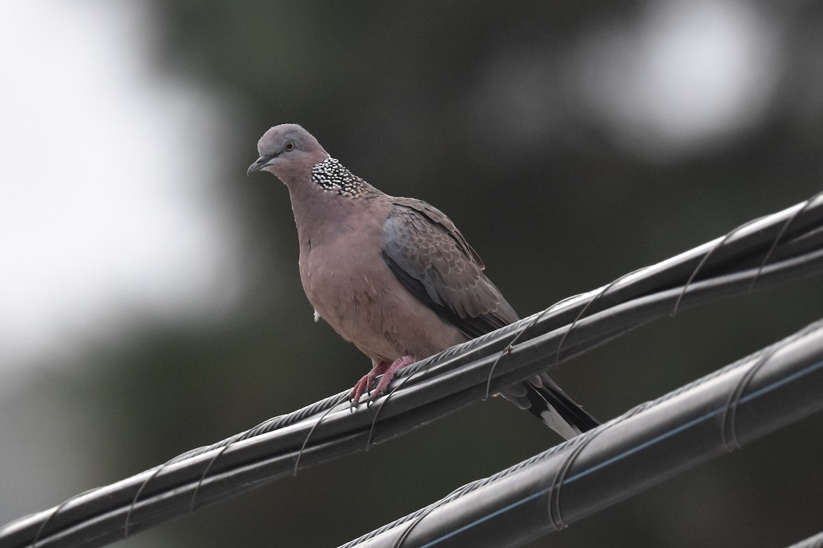 Spotted Dove - ML609266223