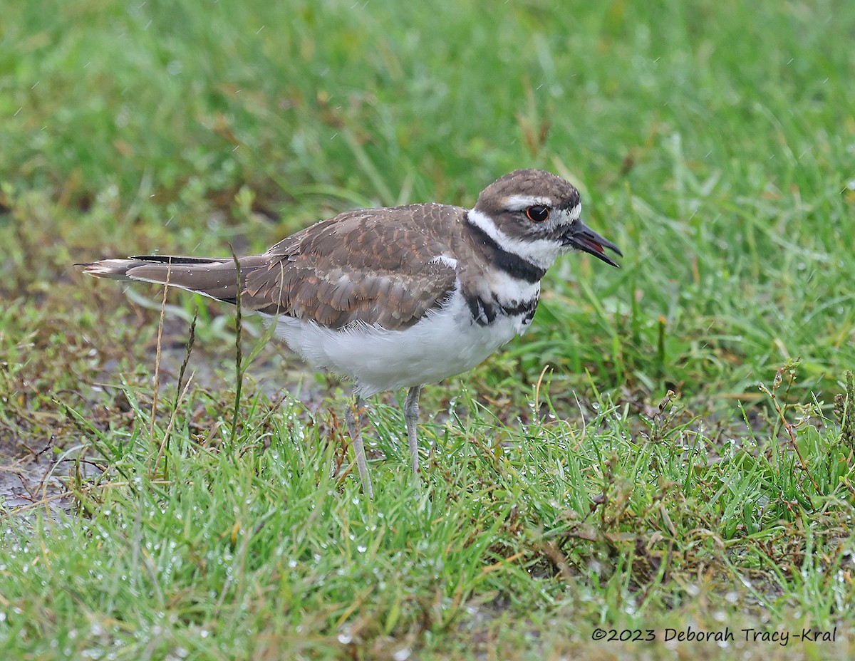 Killdeer - ML609266252