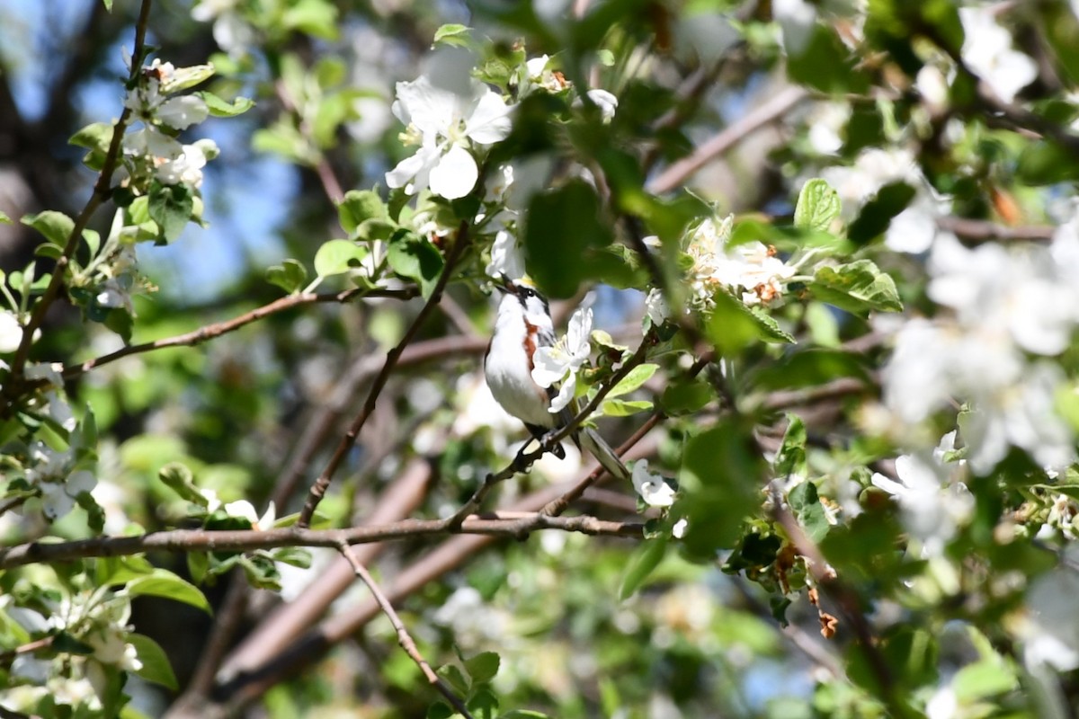 Chestnut-sided Warbler - Nolan Boronka