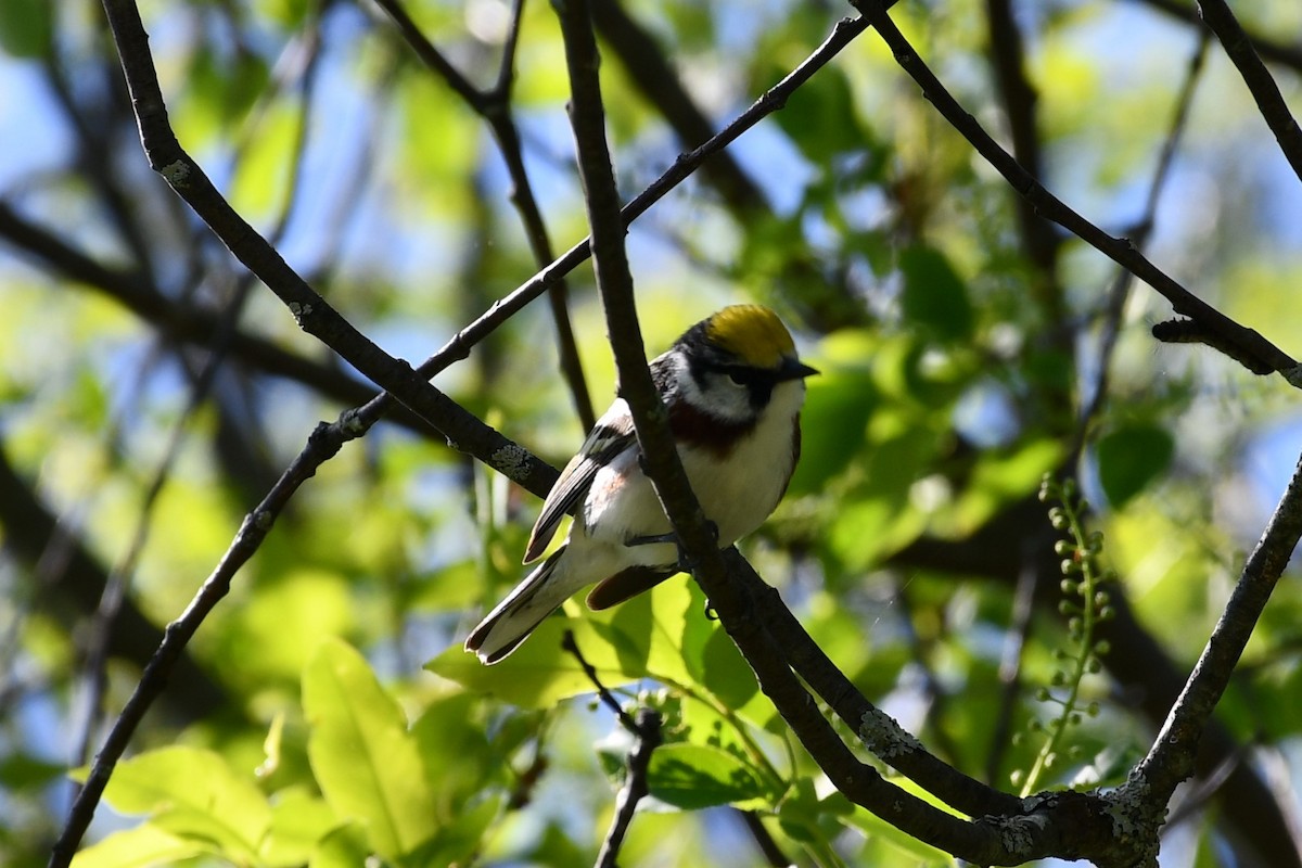 Chestnut-sided Warbler - Nolan Boronka