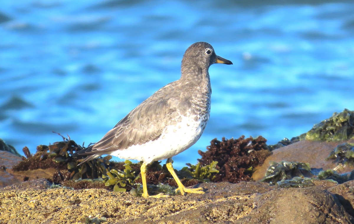 Surfbird - ML609266471