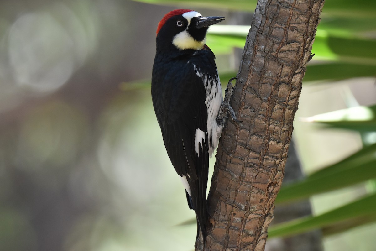 Acorn Woodpecker - ML609266481