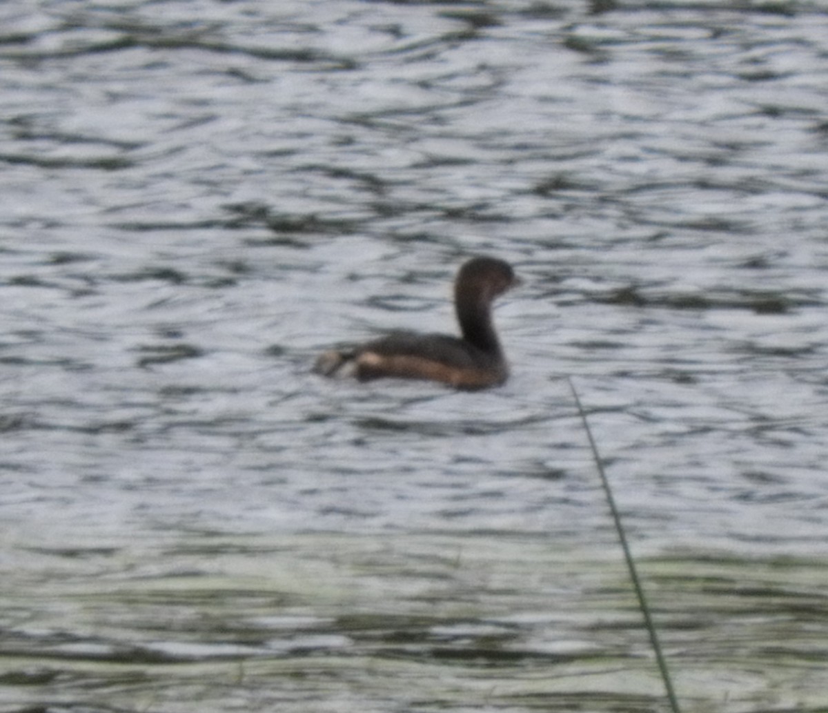 Pied-billed Grebe - ML609266514