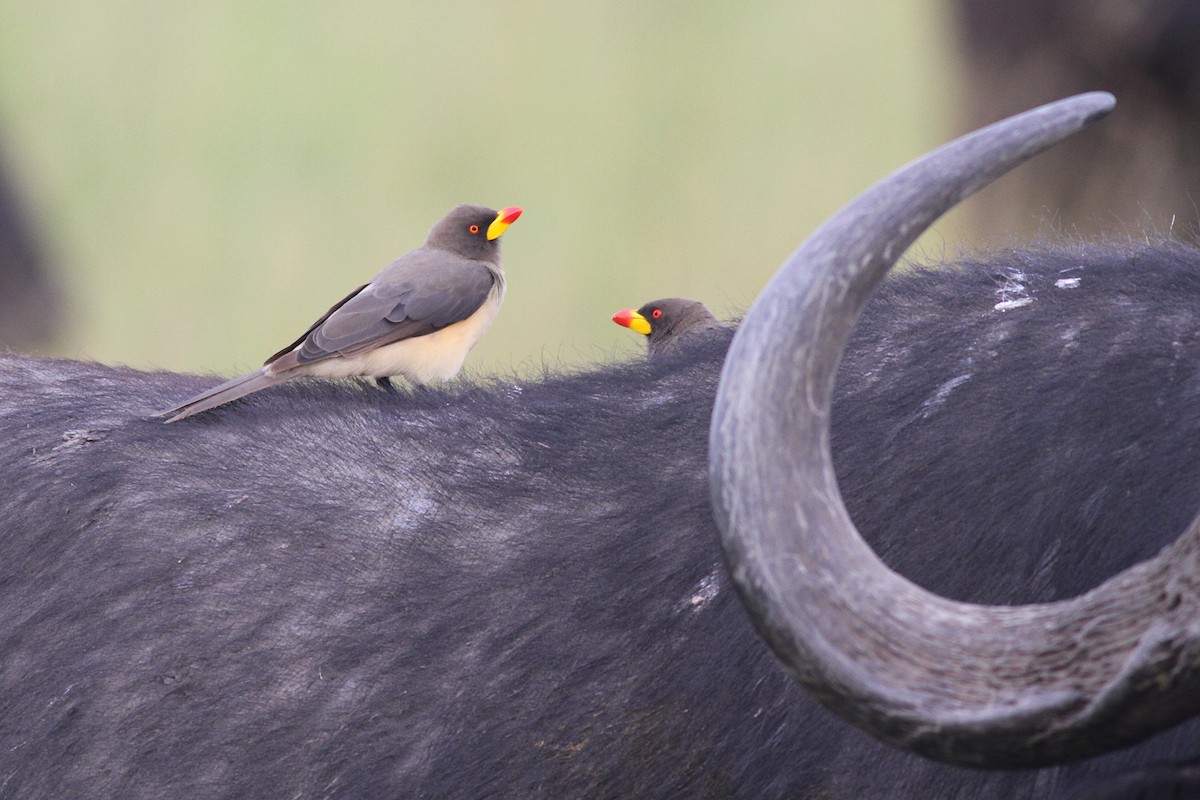 Yellow-billed Oxpecker - ML609266524