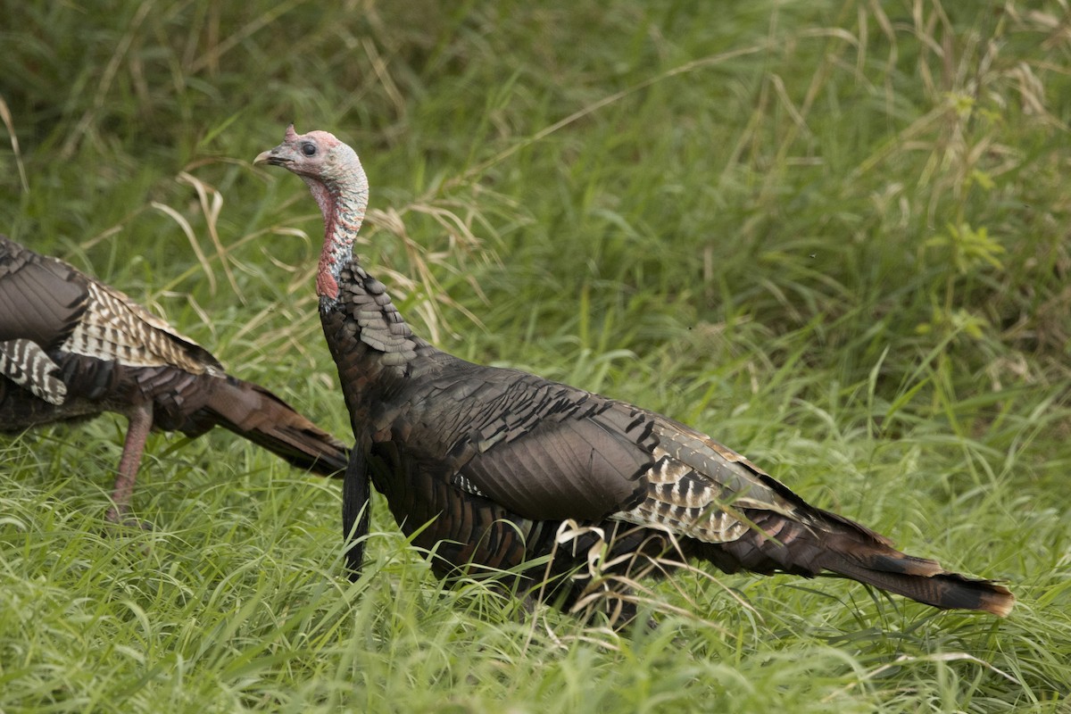 Wild Turkey - ML609266582