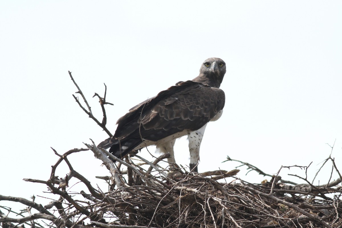 Águila Marcial - ML609266618