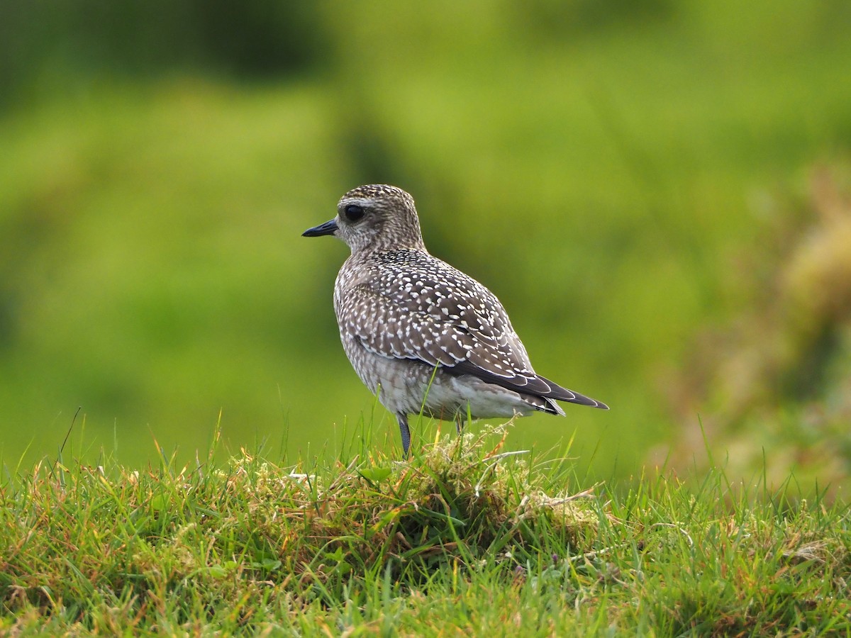 American Golden-Plover - ML609266621