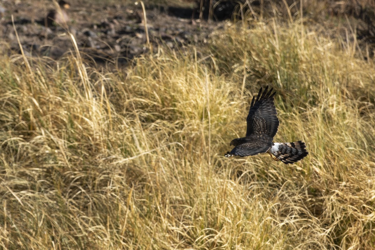 Cinereous Harrier - ML609266654