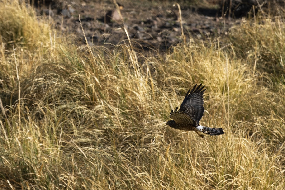 Cinereous Harrier - ML609266655
