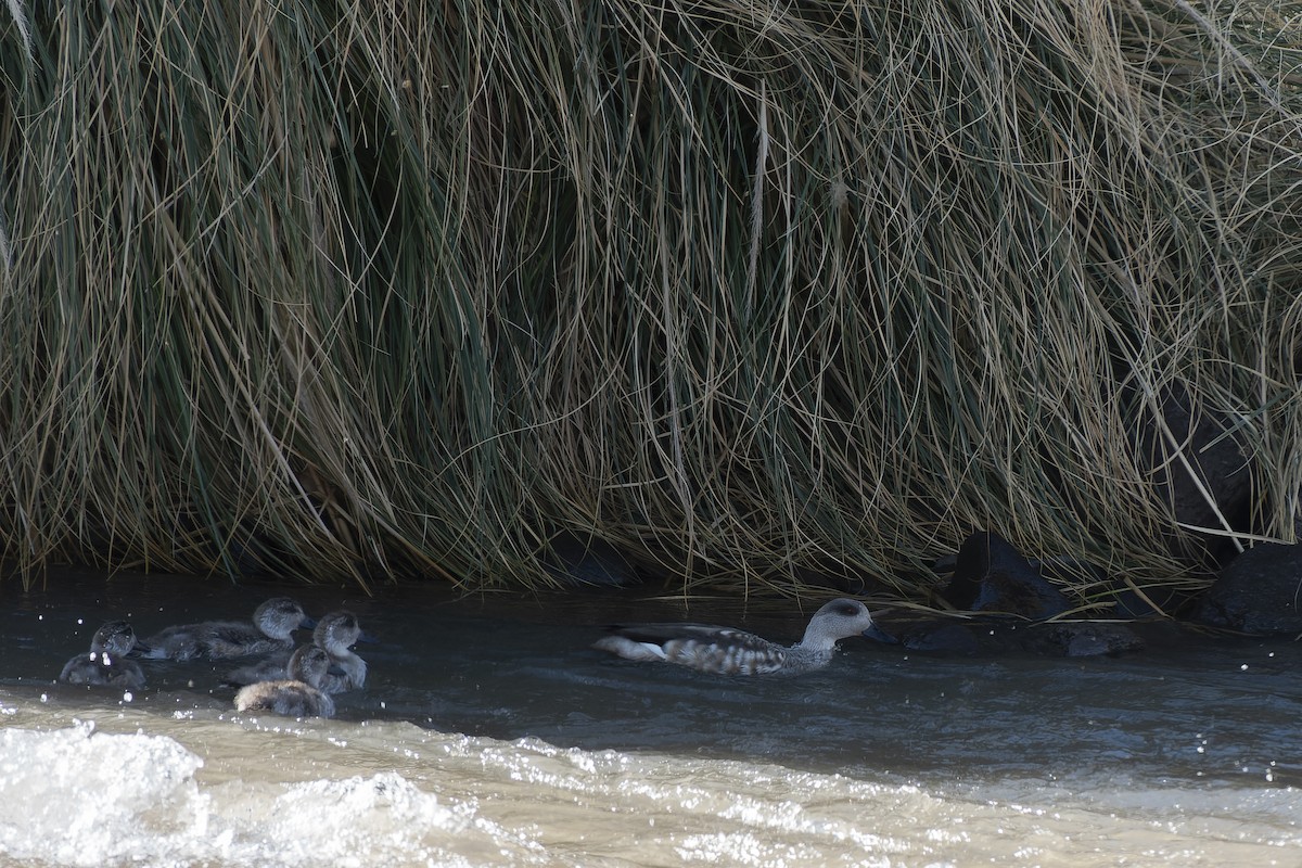 Crested Duck - ML609266671