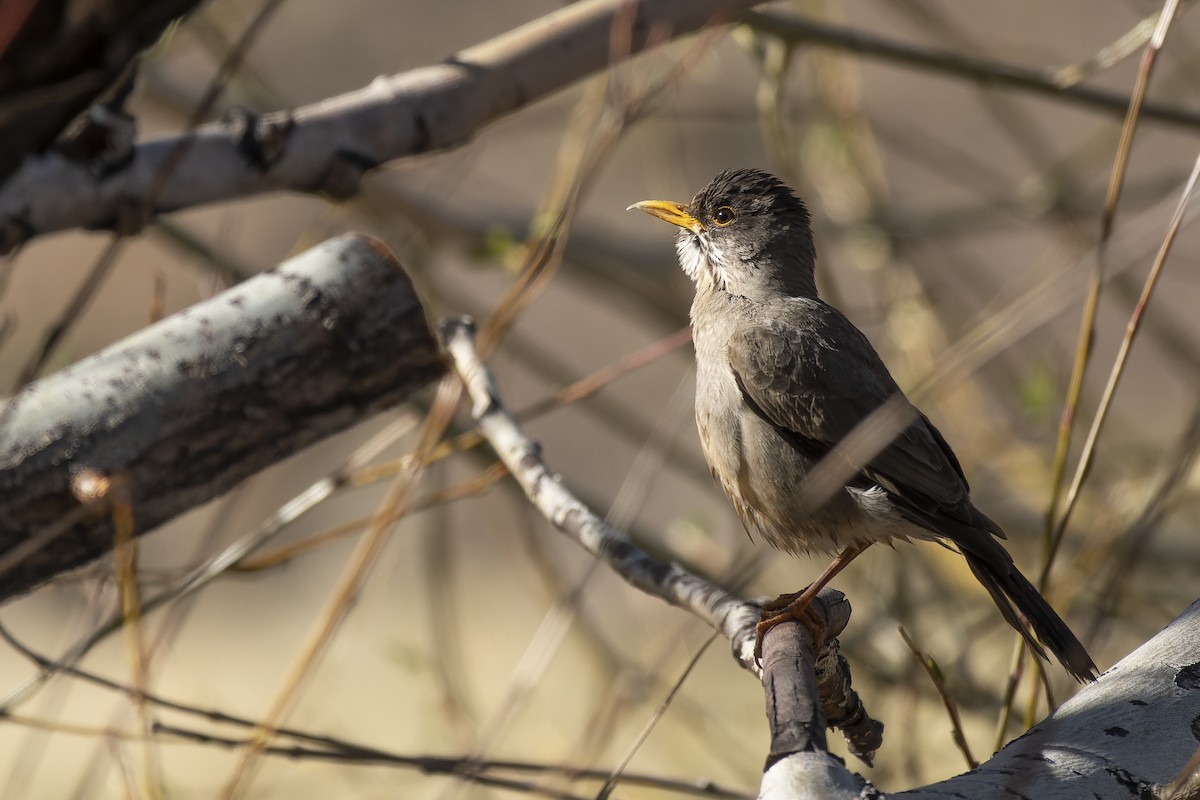 Austral Thrush - ML609266674
