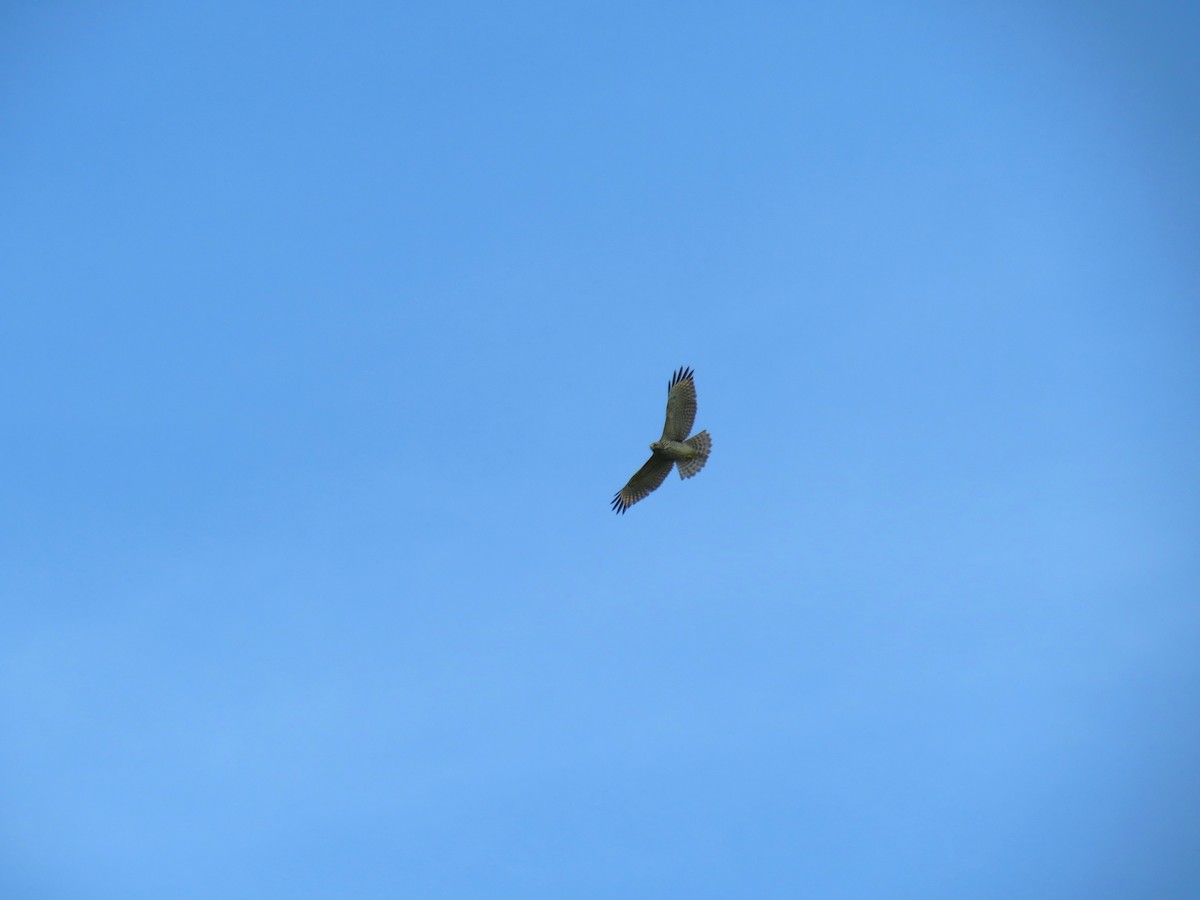 Red-shouldered Hawk - ML609266763