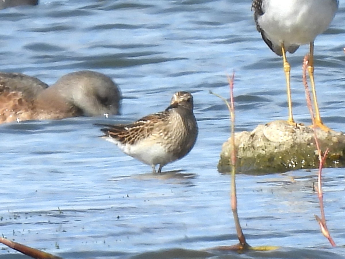 Pectoral Sandpiper - ML609266787