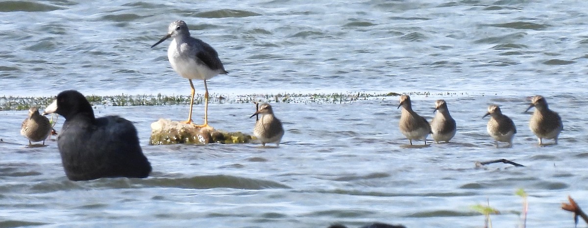 Graubrust-Strandläufer - ML609266788