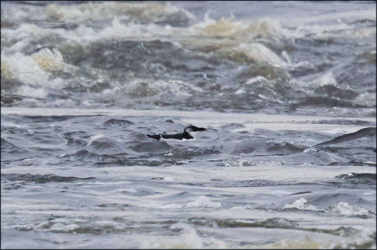 Razorbill - ML609266798